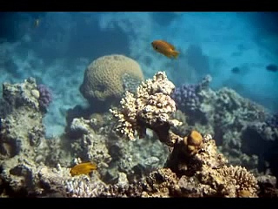 كلمة حلوة و كلمتين حلوة يا بلدي داليدا