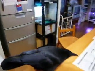 カラスにお肉2 crow which got meat 2
