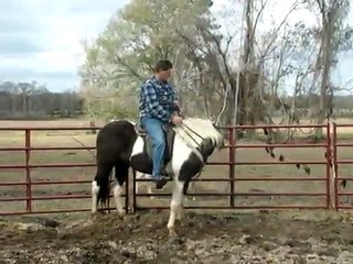 Spotted Alen Again daughter in natural horsemanship training
