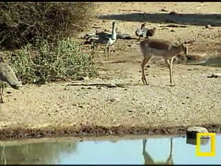 Kori Bustard Display