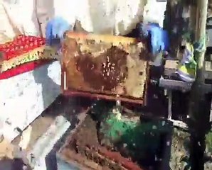 عملية قطف عسل النحل 2013 بمناحل ال مهنا   The process of picking honey