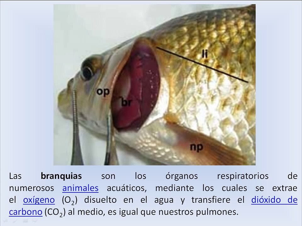 Cómo respiran los peces?