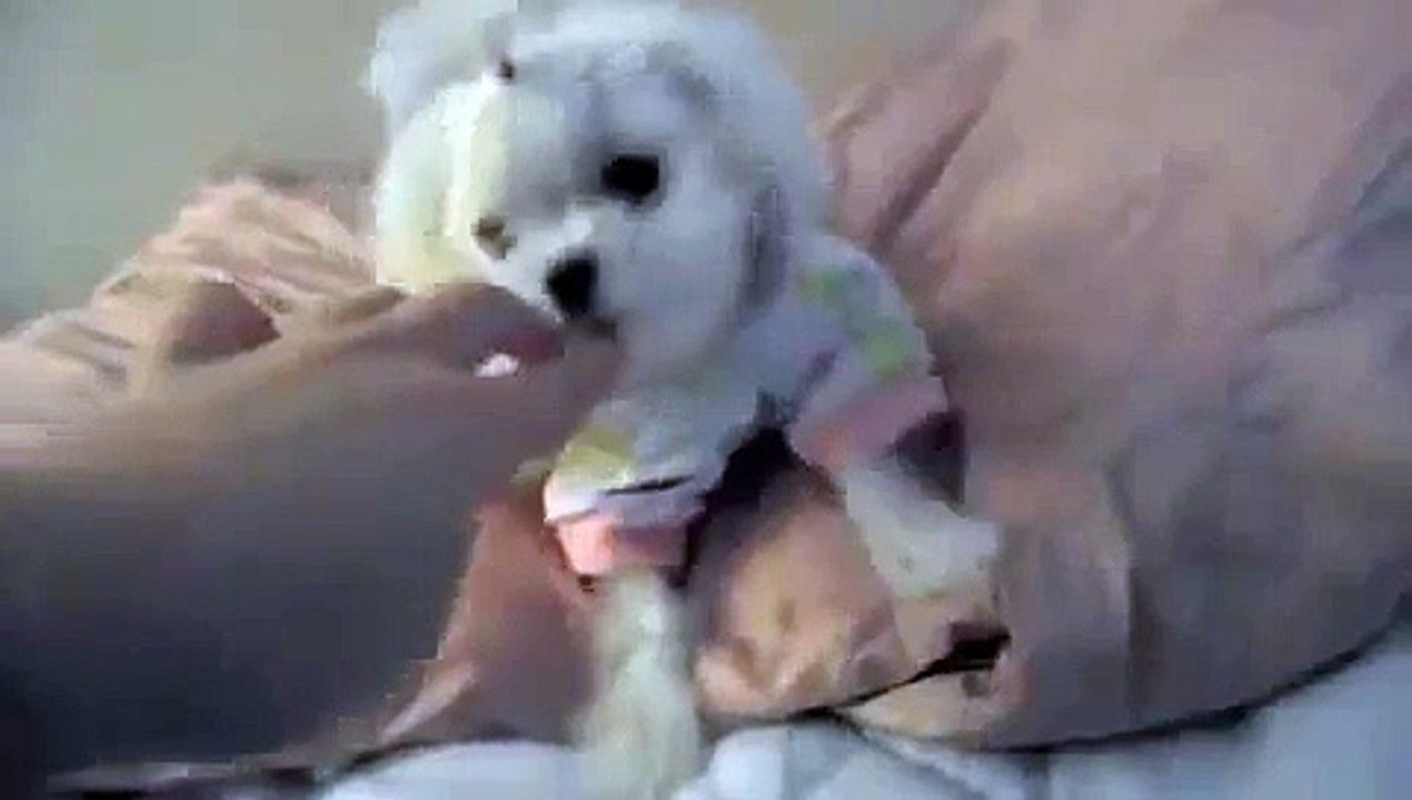 Teenie Tiny Maltese Boy!