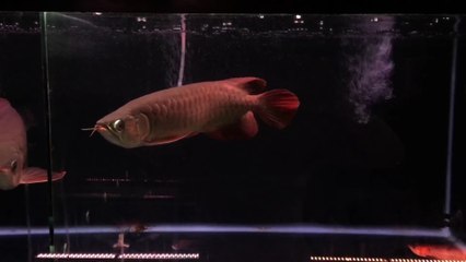 Cá Rồng Huyết Long Huy Thảo Yuki size 26 28cm (6505)