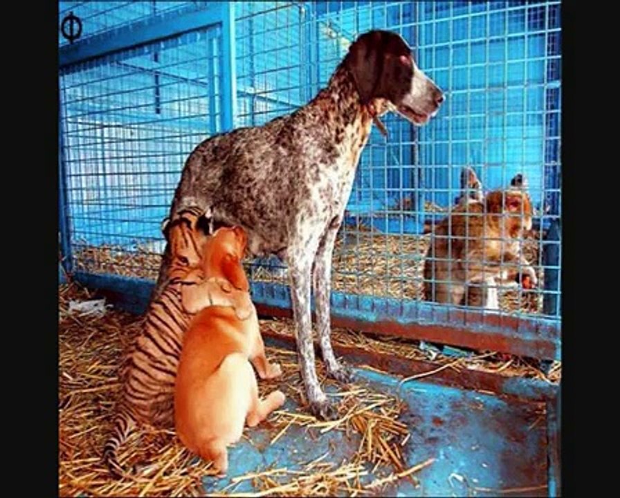 Eu amo os animais