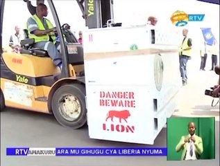 Lions in Rwanda - Gifts from South Africa