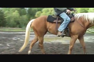 Obviously Sweet Lucy AQHA For Sale