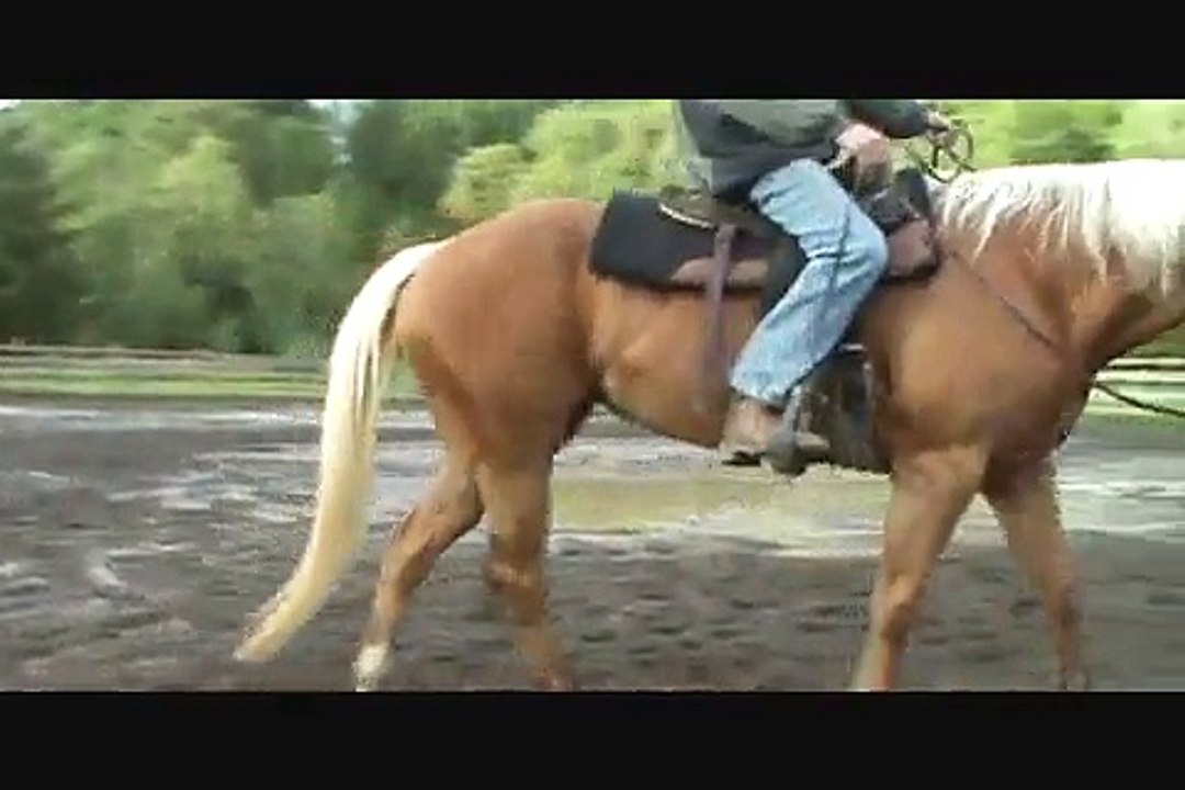 Obviously Sweet Lucy AQHA For Sale