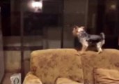 Dog Flips Out at Owner's Reflection