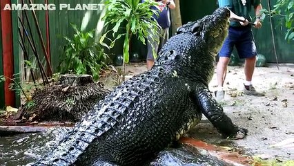 5 of the WORLD'S BIGGEST CROCODILES ever caught on film! ULTIMATE CROC compilation
