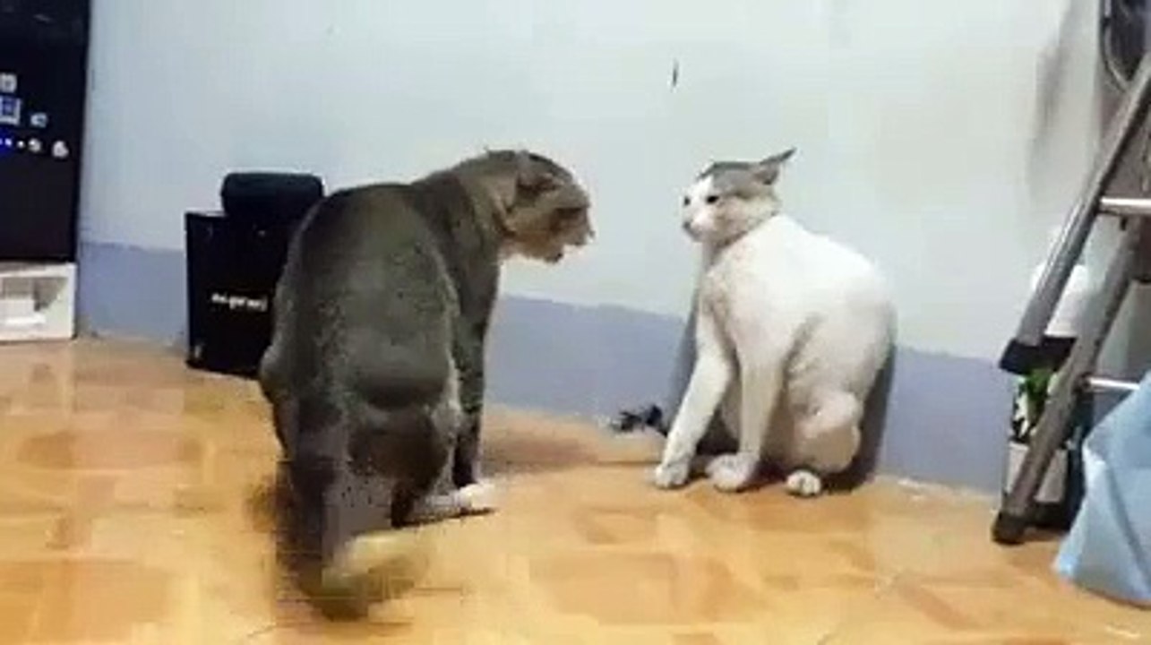 Amazing Cat Fighting