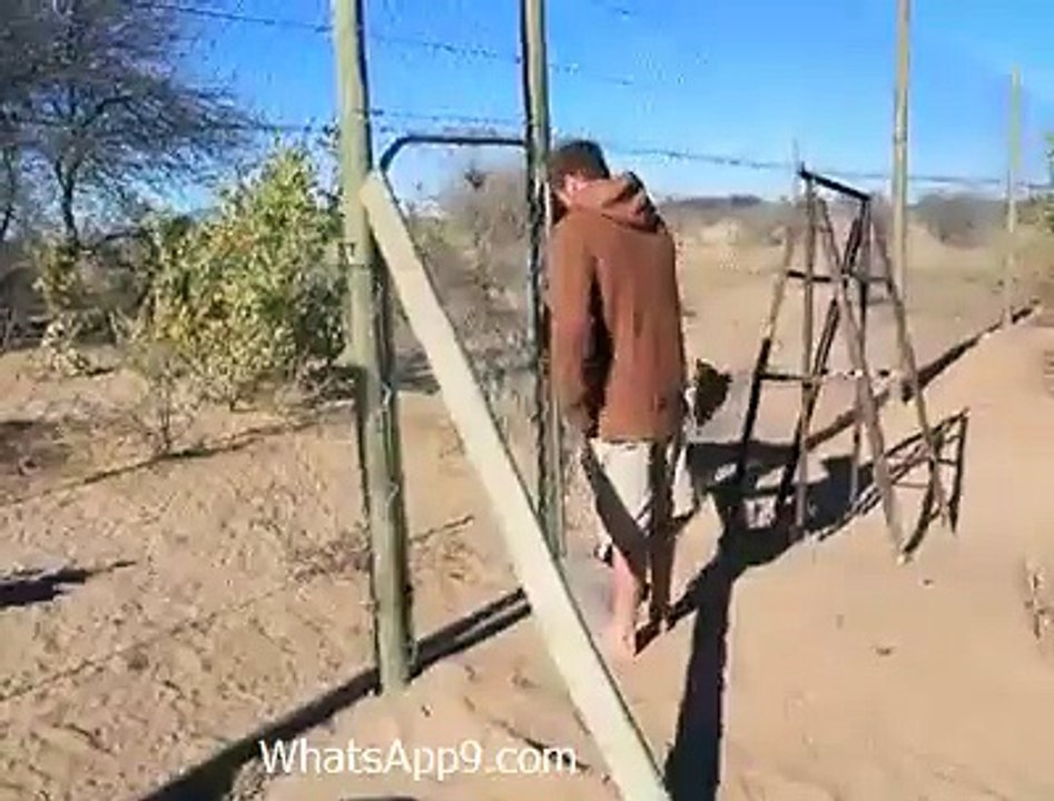 Amazing Friendship Between A Man and Wild Lion