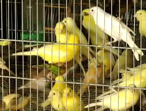 Jornal local: apreensão pássaro