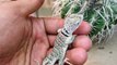 CB New Mexico Collared Lizards