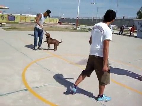 mexican pitbull club h. tecamac.