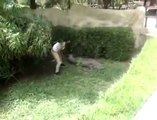 Crazy girl gets into crocodile enclosure... Almost bit!