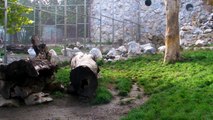 2012. 10. 31. Beli bengalski tigrovi Kan i Artemis - ZR - Beo Zoo Vrt