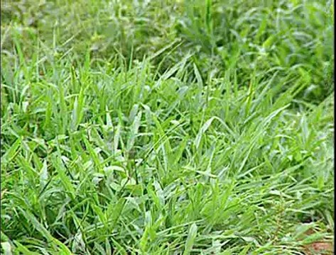 Jornal local; Suite Vila Dnocs