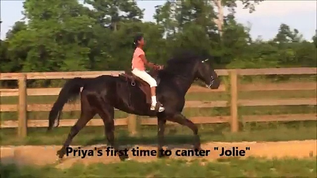 Tennessee Walking Horses and Puppies -- Fun on the Farm