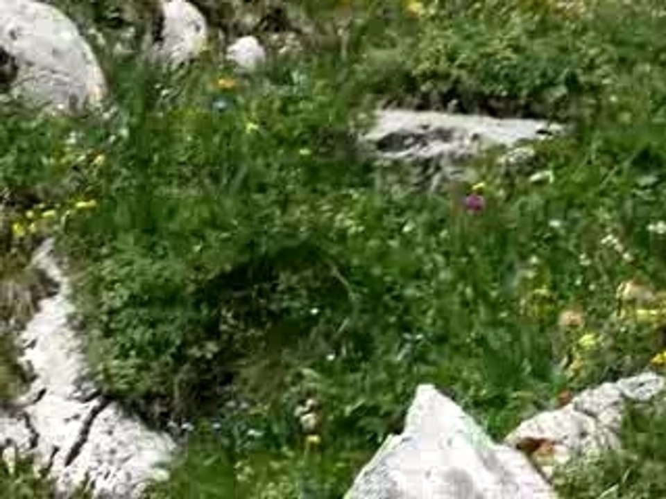 Petit bouquetin