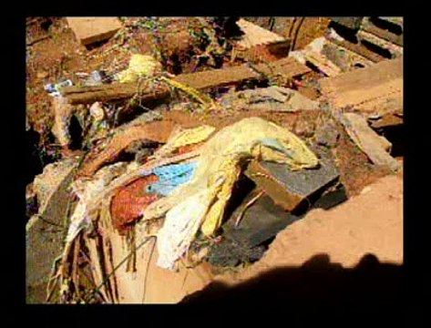 Jornal Local - Carroceiro Vicente Pires