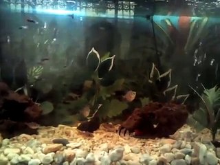 10 Consejos para principiantes en el mundo del acu