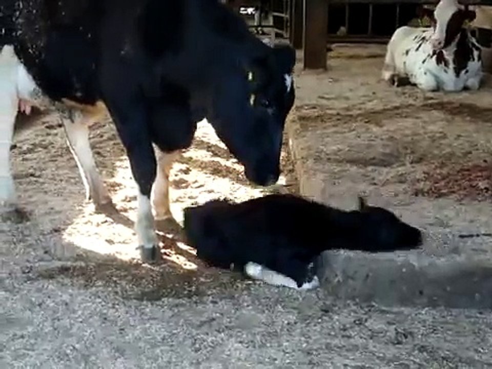 baby calf