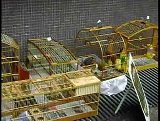 Jornal Local - Operação PF