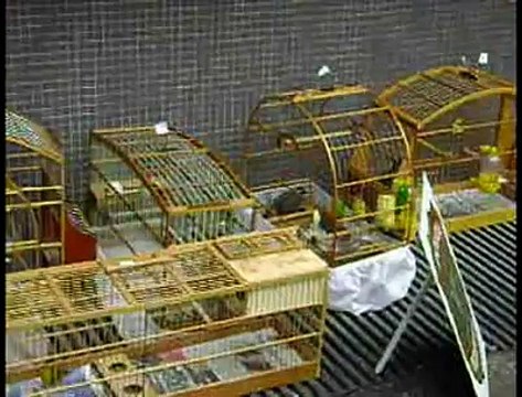 Jornal Local - Operação PF