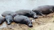 Hippos basking in the Maasai Mara River (Kenya)