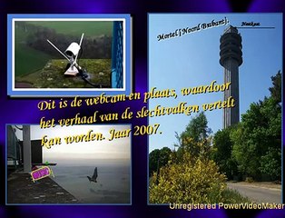 Slechtvalken in Brabant