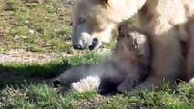 Eisbärin Giovanna mit Zauberkugel - Baby Eisbären - Tierpark Hellabrunn