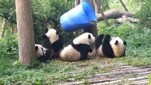 HD Giant Panda at the Chengdu Panda Base