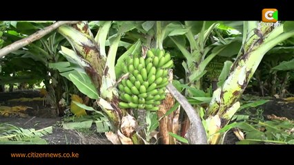 Smart Farm: Banana Farming