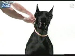 Pub Collier anti-puces