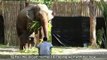 Baby Asian Elephant Born at Elephant Hills Tented Camp - Thailand