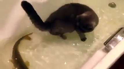 Cat friends with a fish Wow!