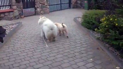 Cute Puppy Walks His Friend - Jokeroo