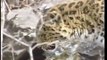 Amur leopard eating a dog - Critically Endangered