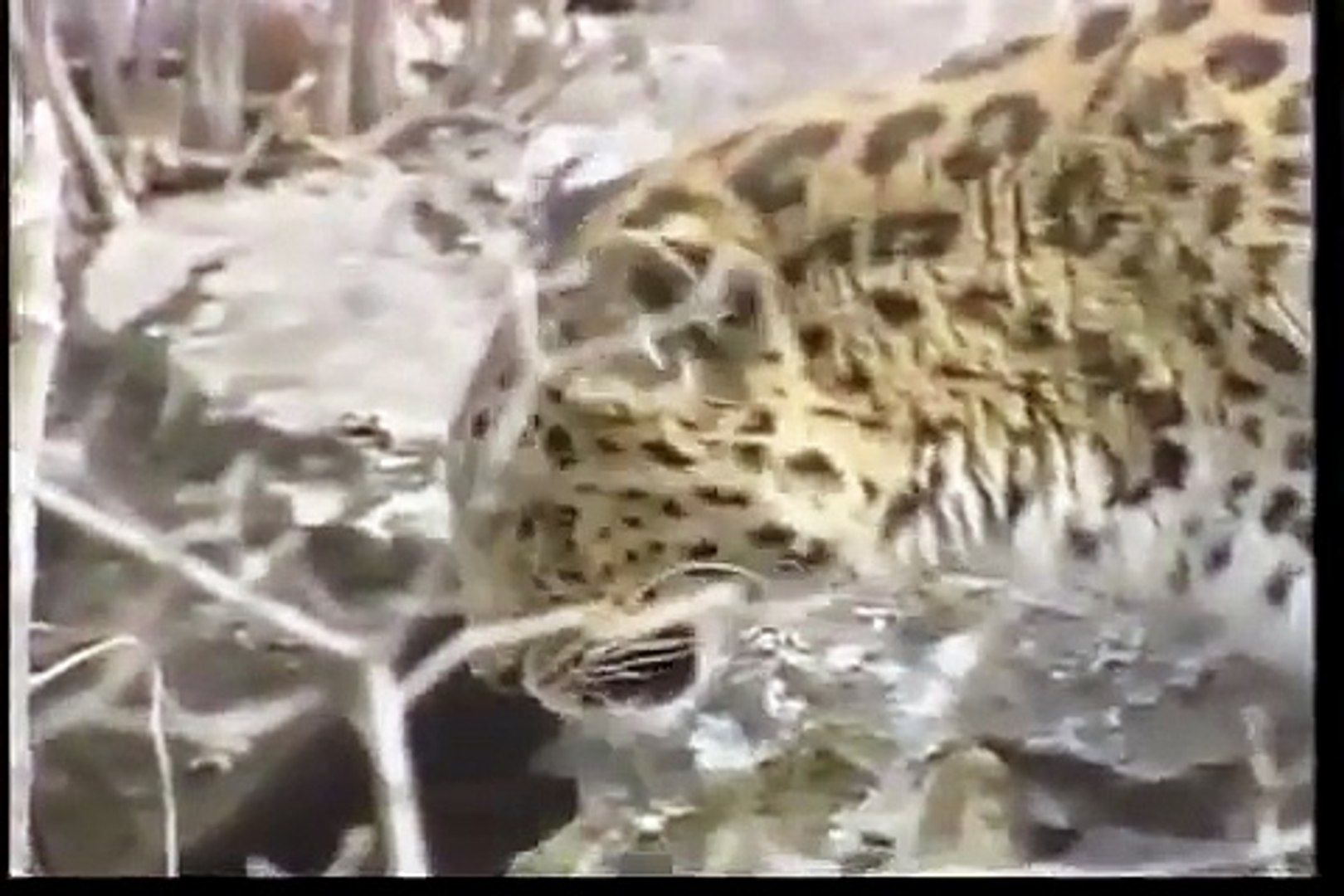 ⁣Amur leopard eating a dog - Critically Endangered