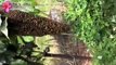Honey Bee Swarm - Honey Girl Organics Bee Swarm Capture