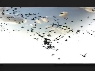 NATURE "The Real Macaw" | Preview | PBS