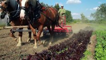 Heart, Horses and an Organic Family Farm!