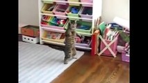 Cats on two legs Compilation