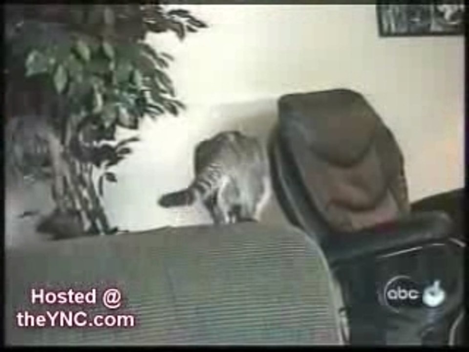Chats fous! Trop fort!