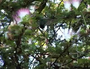 Jornal Local - Periquitos 314 Norte