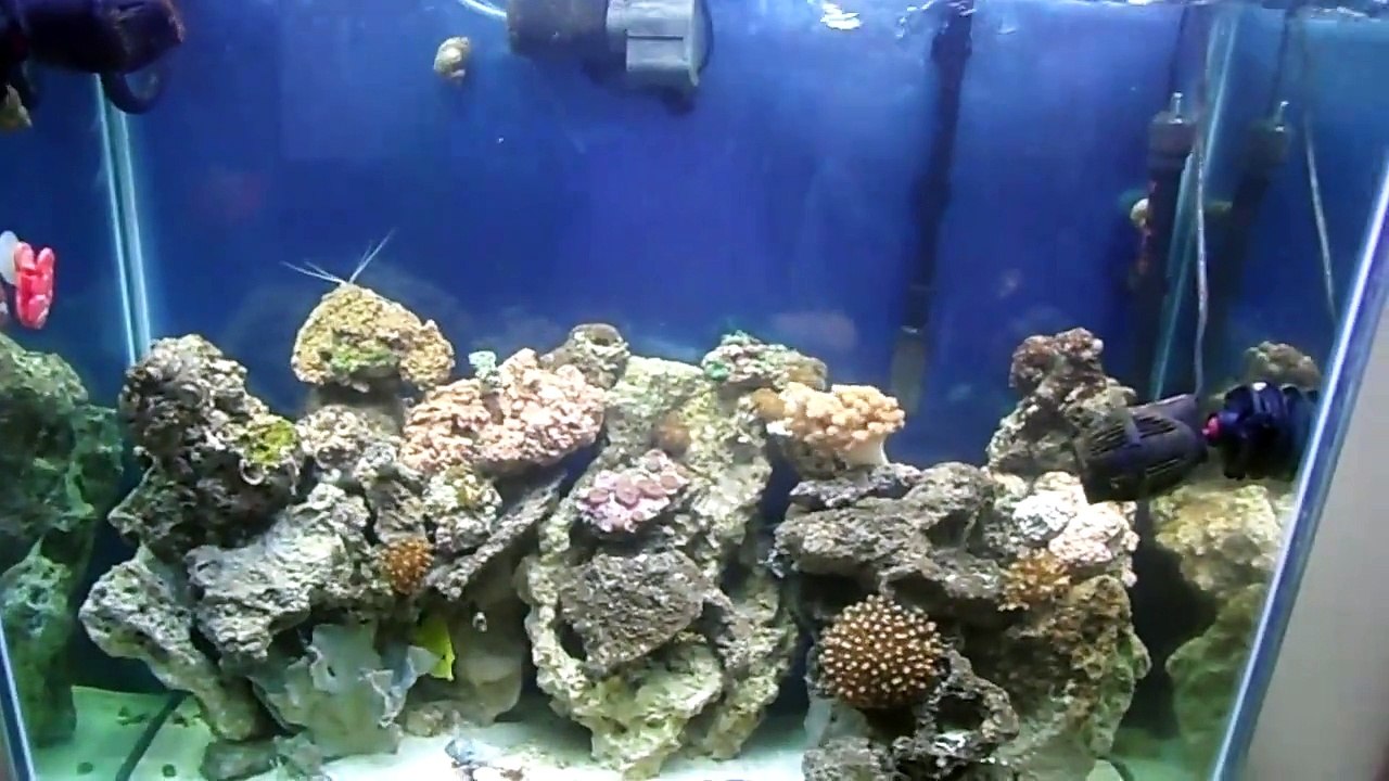 70 Gallon Reef Tank Update # 4