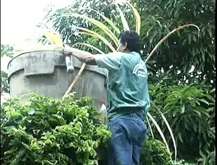 Jornal local: Multa dengue