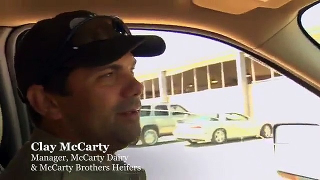 The Cows at McCarty Family Farms