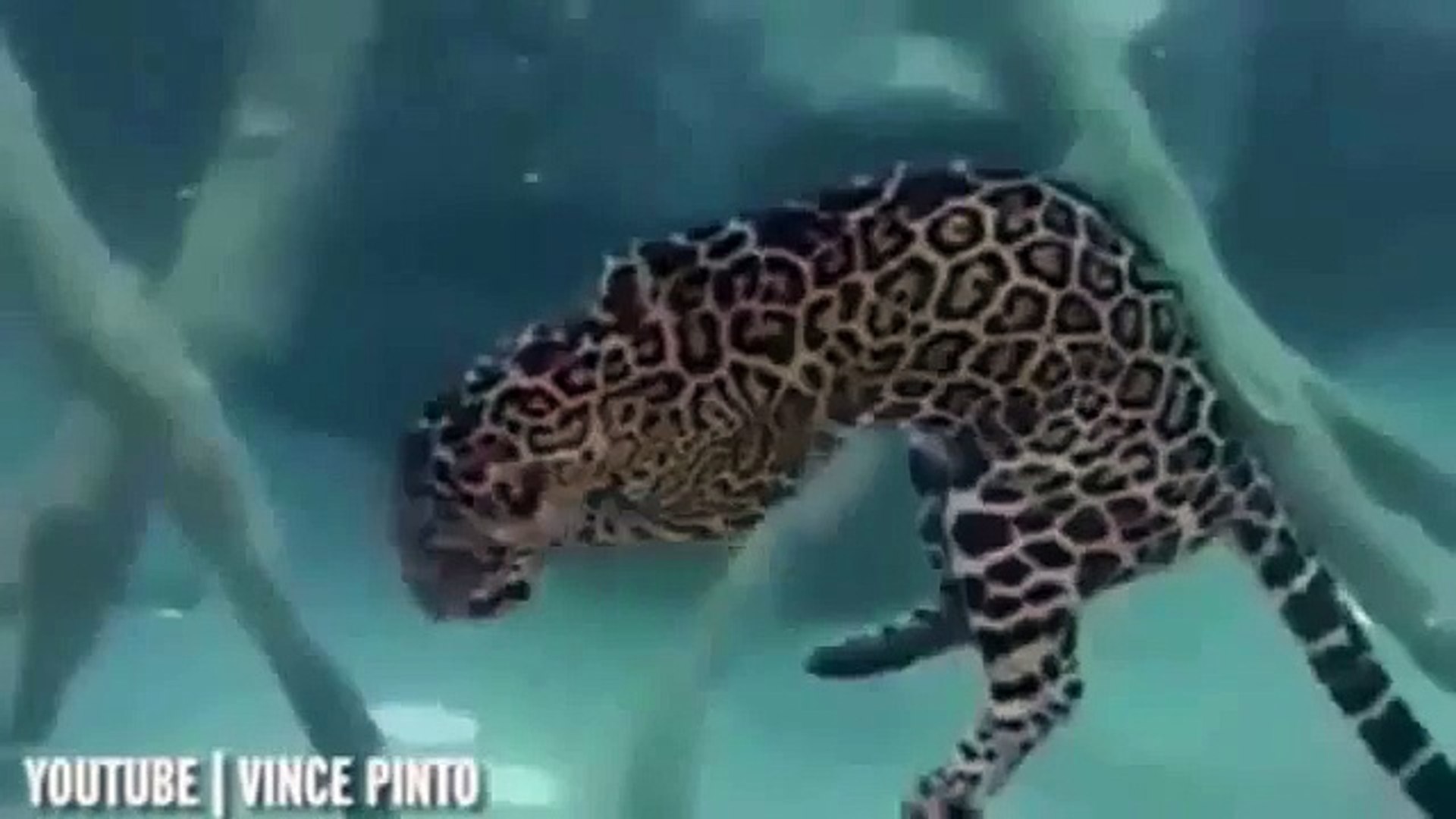 ⁣National Geographic Documentary Wild Animals attack National Geographic Animals ✔ ► P 51